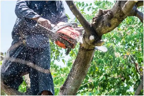 tree services Alvin